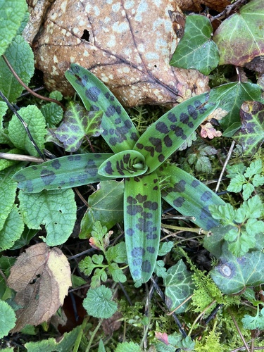 Early Purple Orchid