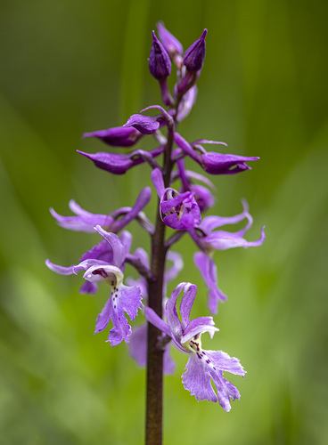 Early Purple Orchid