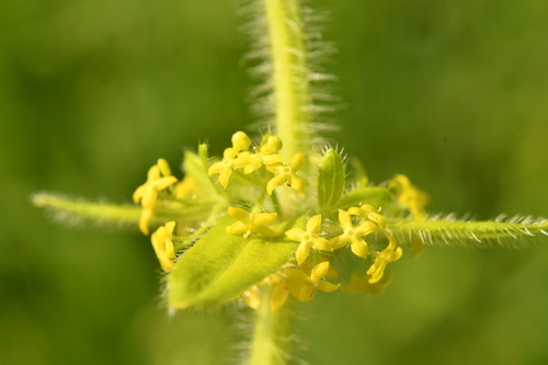 Crosswort