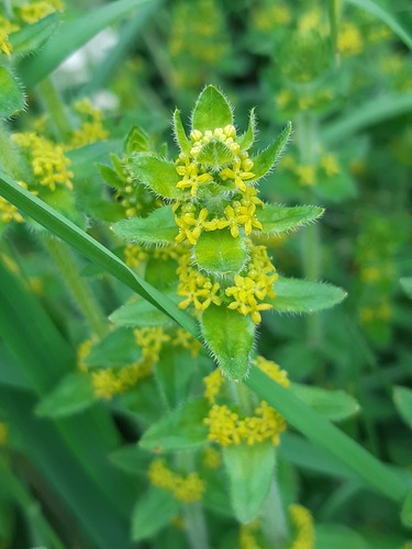 Crosswort