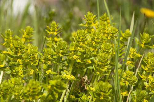 Crosswort