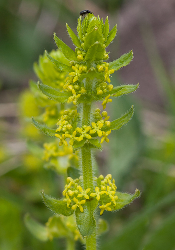 Crosswort