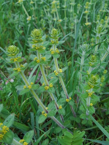 Crosswort