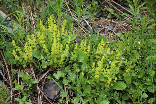 Crosswort