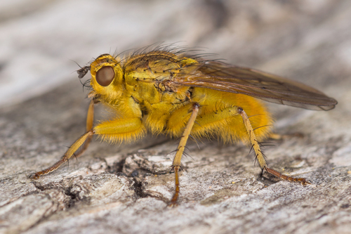 Golden Dung Fly