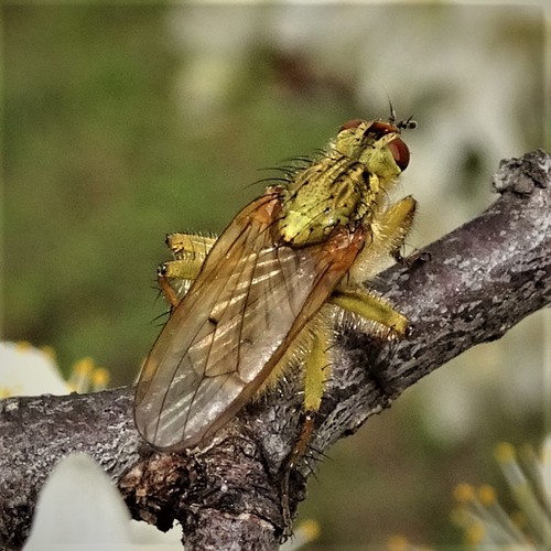 Golden Dung Fly