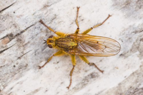 Golden Dung Fly