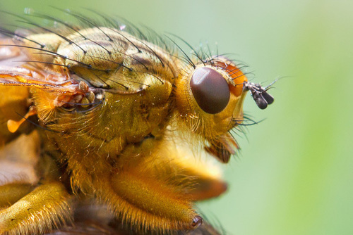 Golden Dung Fly