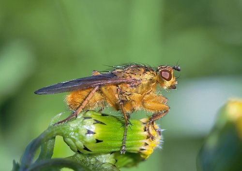 Golden Dung Fly