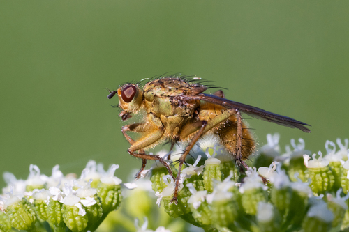Golden Dung Fly