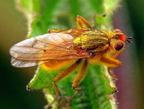 Golden Dung Fly