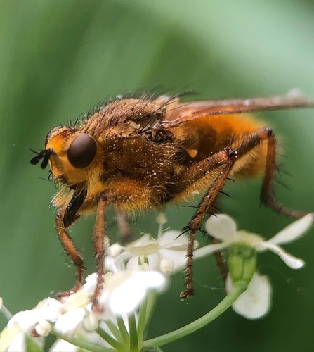 Golden Dung Fly