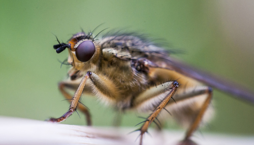 Golden Dung Fly