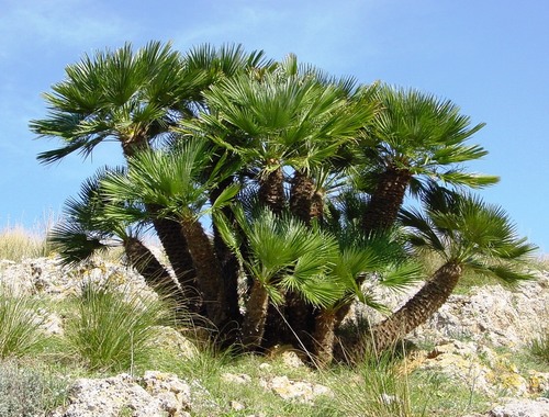 Mediterranean fan palm