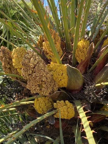 Mediterranean fan palm