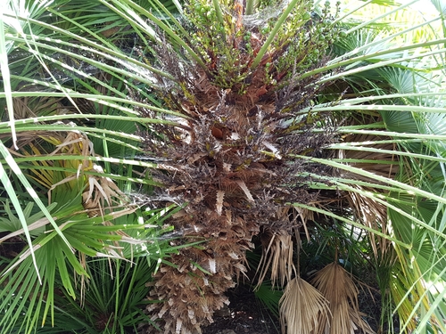 Mediterranean fan palm