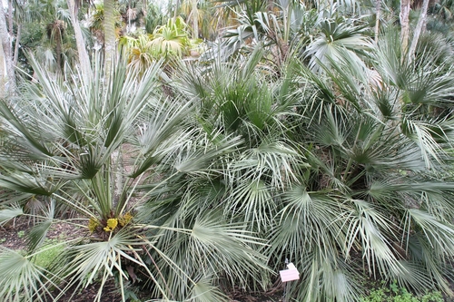 Mediterranean fan palm