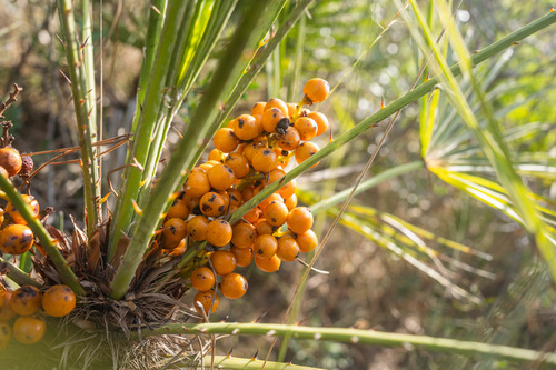 Mediterranean fan palm