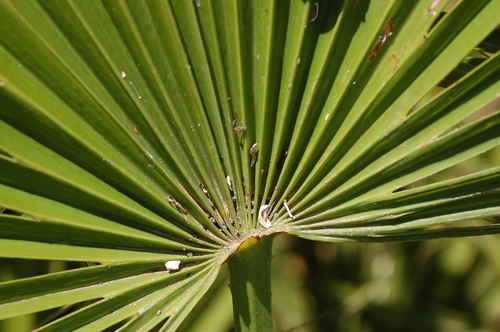 Mediterranean fan palm