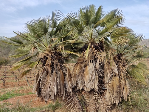 Mediterranean fan palm