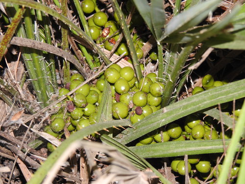 Mediterranean fan palm