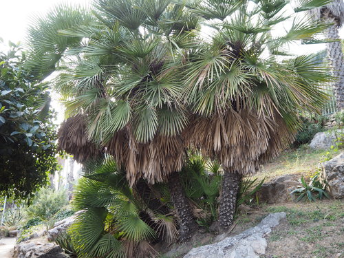 Mediterranean fan palm