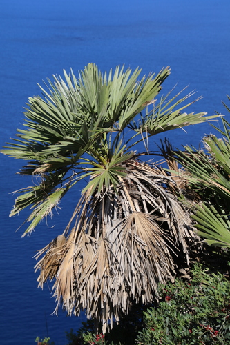 Mediterranean fan palm