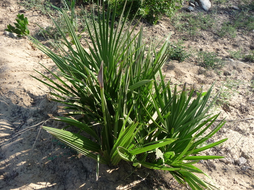 Mediterranean fan palm