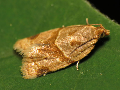 Garden Tortrix