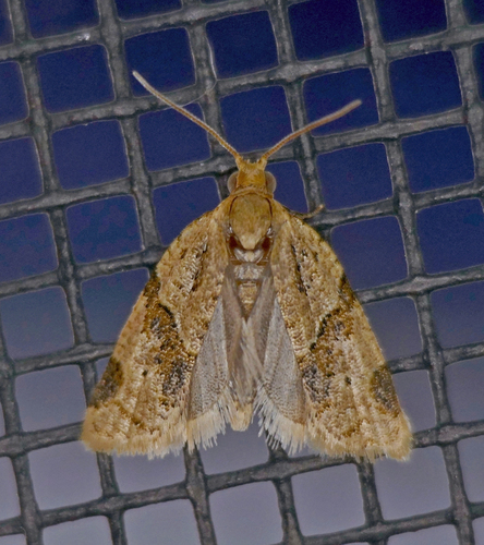 Garden Tortrix
