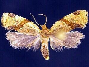 Garden Tortrix