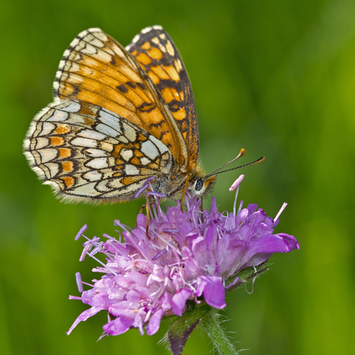 Heath Fritillary
