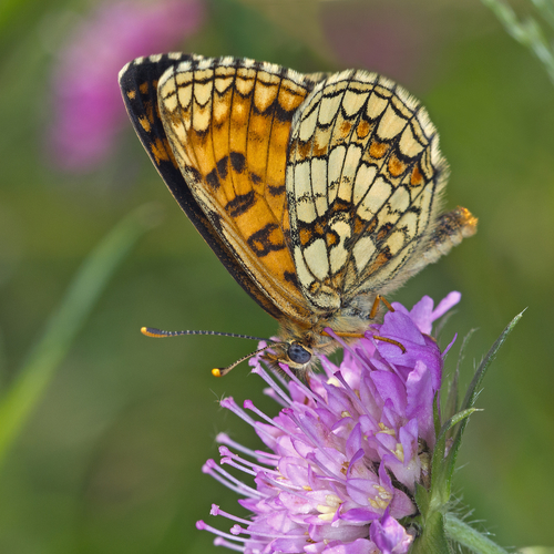 Heath Fritillary
