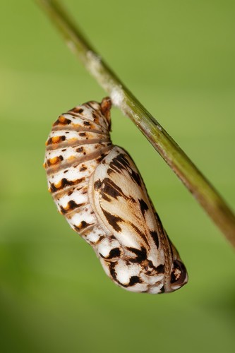 Heath Fritillary