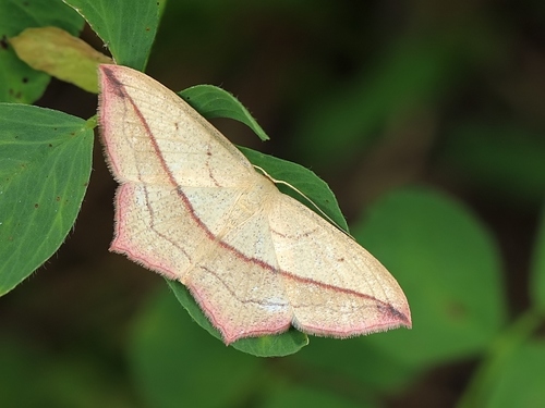 Blood Vein