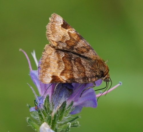 Burnet Companion