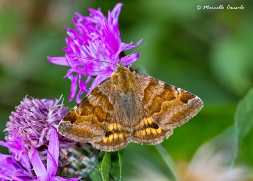 Burnet Companion