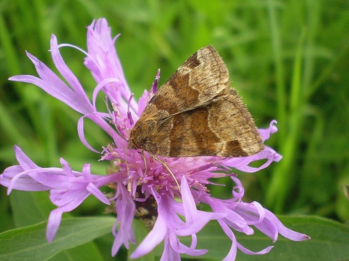 Burnet Companion