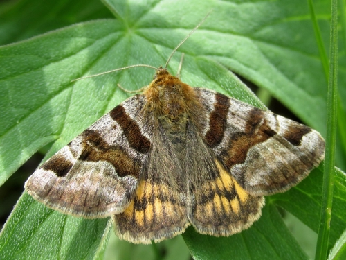 Burnet Companion