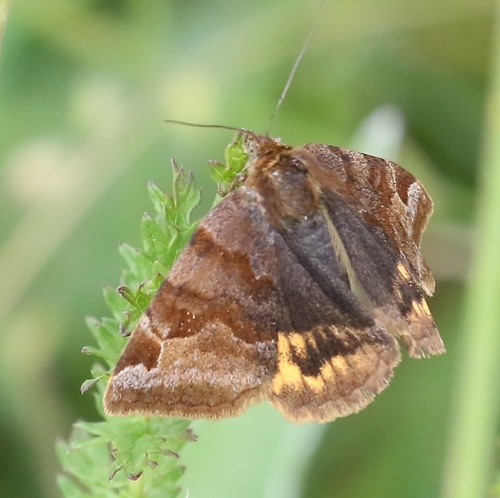 Burnet Companion