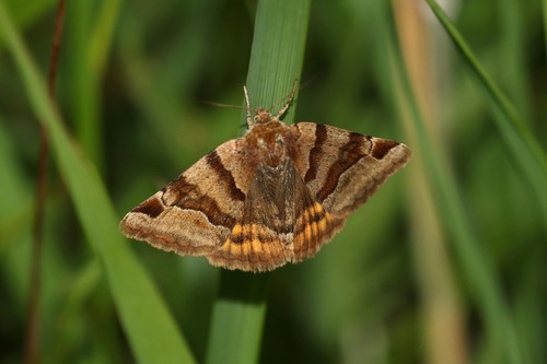 Burnet Companion