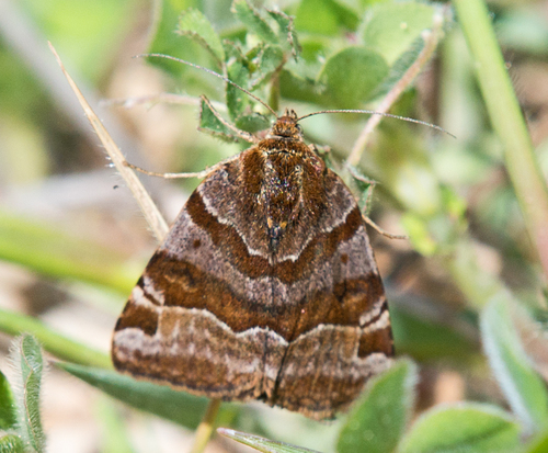 Burnet Companion