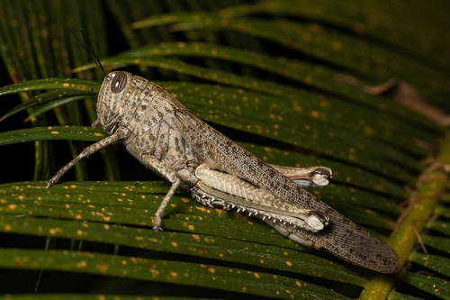 Egyptian Bird Grasshopper