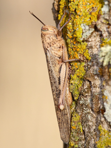 Egyptian Bird Grasshopper