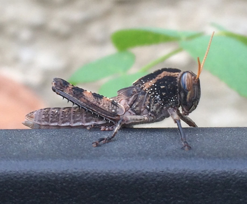 Egyptian Bird Grasshopper