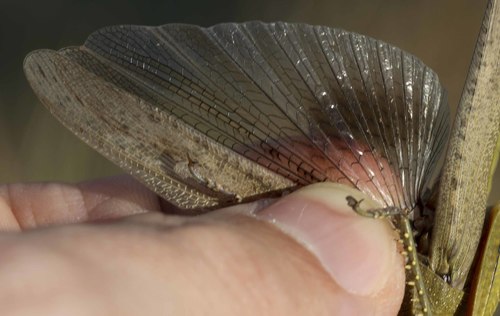 Egyptian Bird Grasshopper