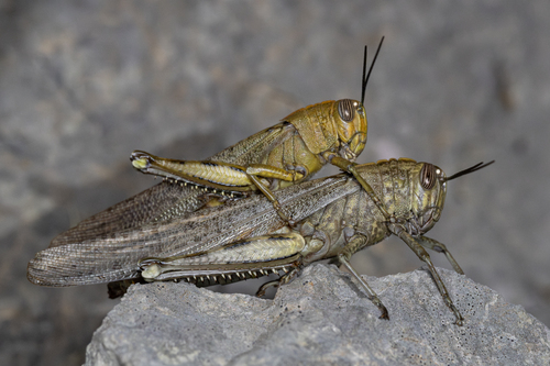 Egyptian Bird Grasshopper