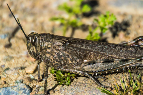 Egyptian Bird Grasshopper