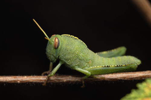 Egyptian Bird Grasshopper