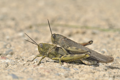 Egyptian Bird Grasshopper